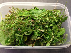 Wildkräuter-Sammlung aus Löwenzahn, Taubnessel, Vogelmiere, Potulak, und Frühlings-Hungerblümchen