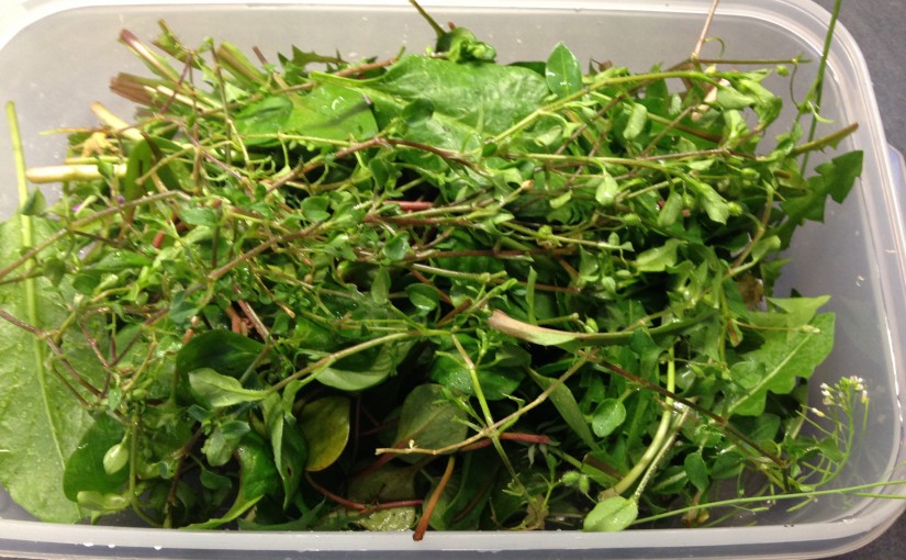 Potulak Wildkräuter Salat mit Champignons
