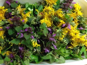 WildkräuterSalat - Unkrautvernichtung mit Messer und Gabel