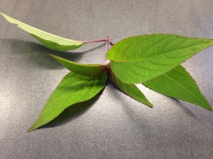 Ananassalbei