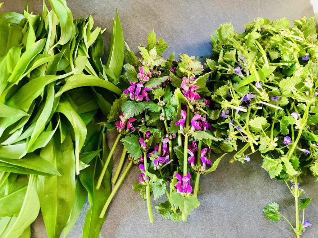 Bärlauch. Purpur Taubnessel, Gundermann