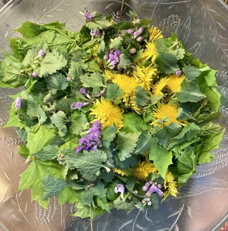 Wildkräuter Salat aus Spitzahorn, Löwenzahn, Taubnessel, Gundermann, Bärlauch und Gänseblümchen