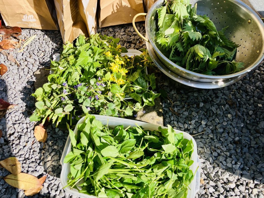 Giersch, Knoblauchrauke, Wiesenschaumkraut, Goldnessel