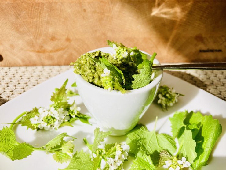 Knoblauchrauke Pesto