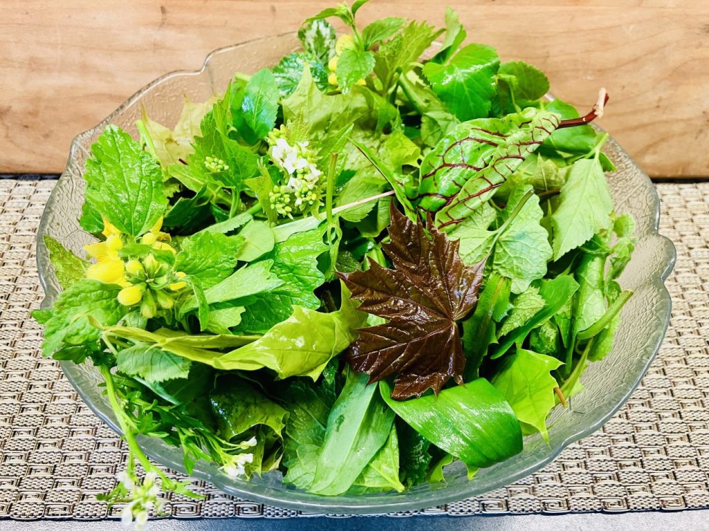 Wildkräuter Salat aus Spitzahorn, Goldnessel. Giersch, Knoblauchrauke, Wiesenschaumkraut, Gundermann, Bärlauch und Blutampfer